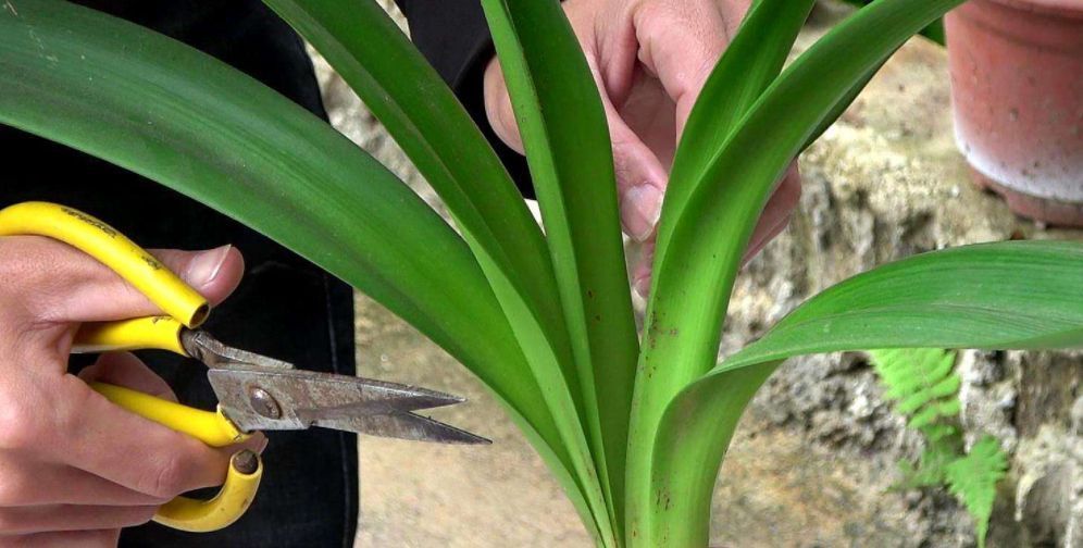 花大色|开败的朱顶红别扔！太浪费！教你这样做，花大色艳花量多！真吸睛