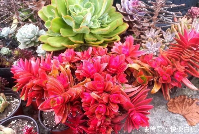 养护|这7款多肉名字金贵,寓意招财纳福,家中养一盆准没错