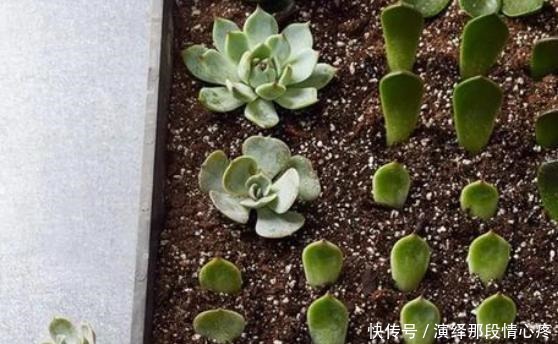 花卉|在家扦插花卉别忘记此4种，难度系数为零，动手插一个活一个！