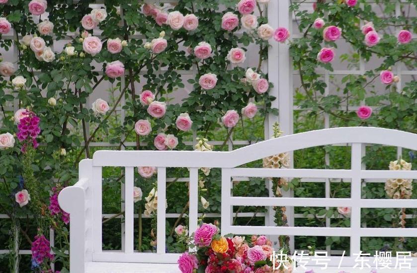 花瓣|欧月为什么这么受人欢迎，它跟普通月季有什么不一样，今天来说说