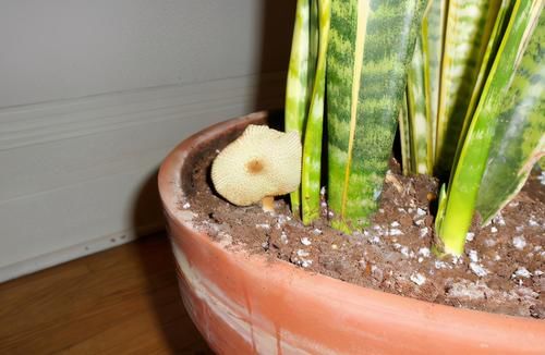 4样“天然杀虫剂”，家家户户都有，春夏拿来养花植物少遭殃