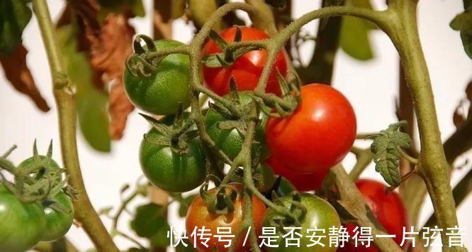 茼蒿|阳台就是大菜园，这6种蔬菜都能种，一年不用买菜，全家都够吃