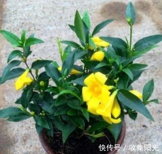 房子再小也要养盆它,越冷越爱开,开花“喷喷香”,天天好心情!