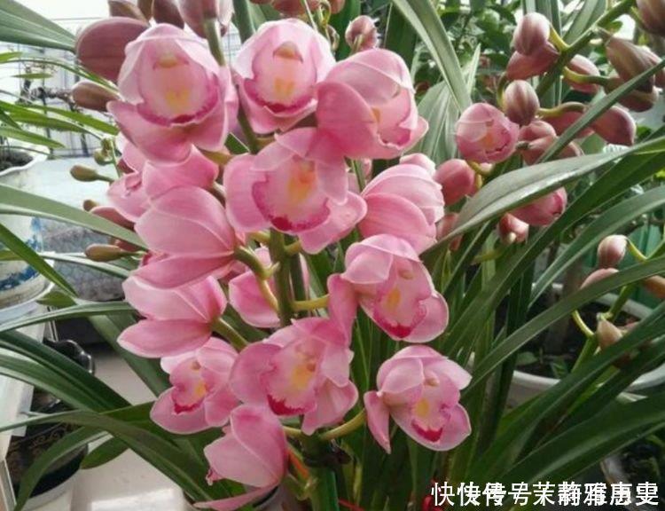 花色|4种花是花中劳模，一年四季开花不断，花美色艳，花儿轻松开爆盆