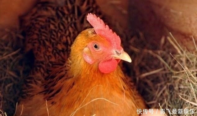 实在|古语“开江鱼、下蛋鸡、回笼觉、二房妻”,古人的智慧,句句实在