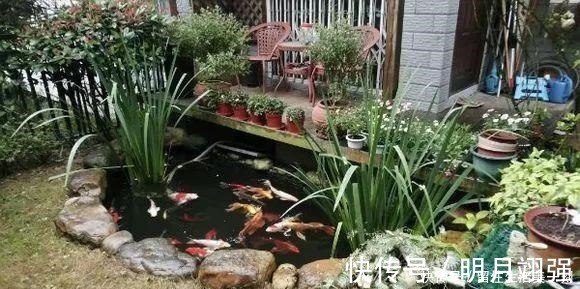 铜钱草|4种花“嗜水如命”,一刻也不能断水,缺了就蔫,看看你家有吗!