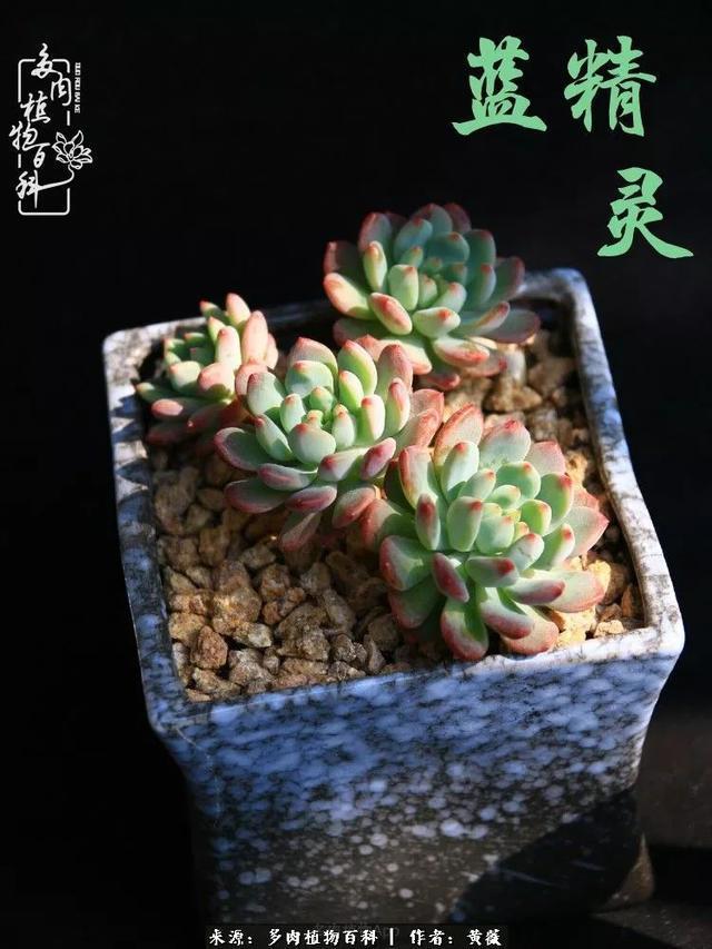 养了三年多肉,终于明白佛系养肉才是王道!