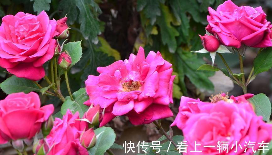 施肥|养月季花不会施肥,根据季节施好肥,生长旺盛花大又鲜艳