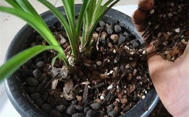 栽种|秋凉后,养3种花,最好换盆、换土,到时候不开花、黄叶