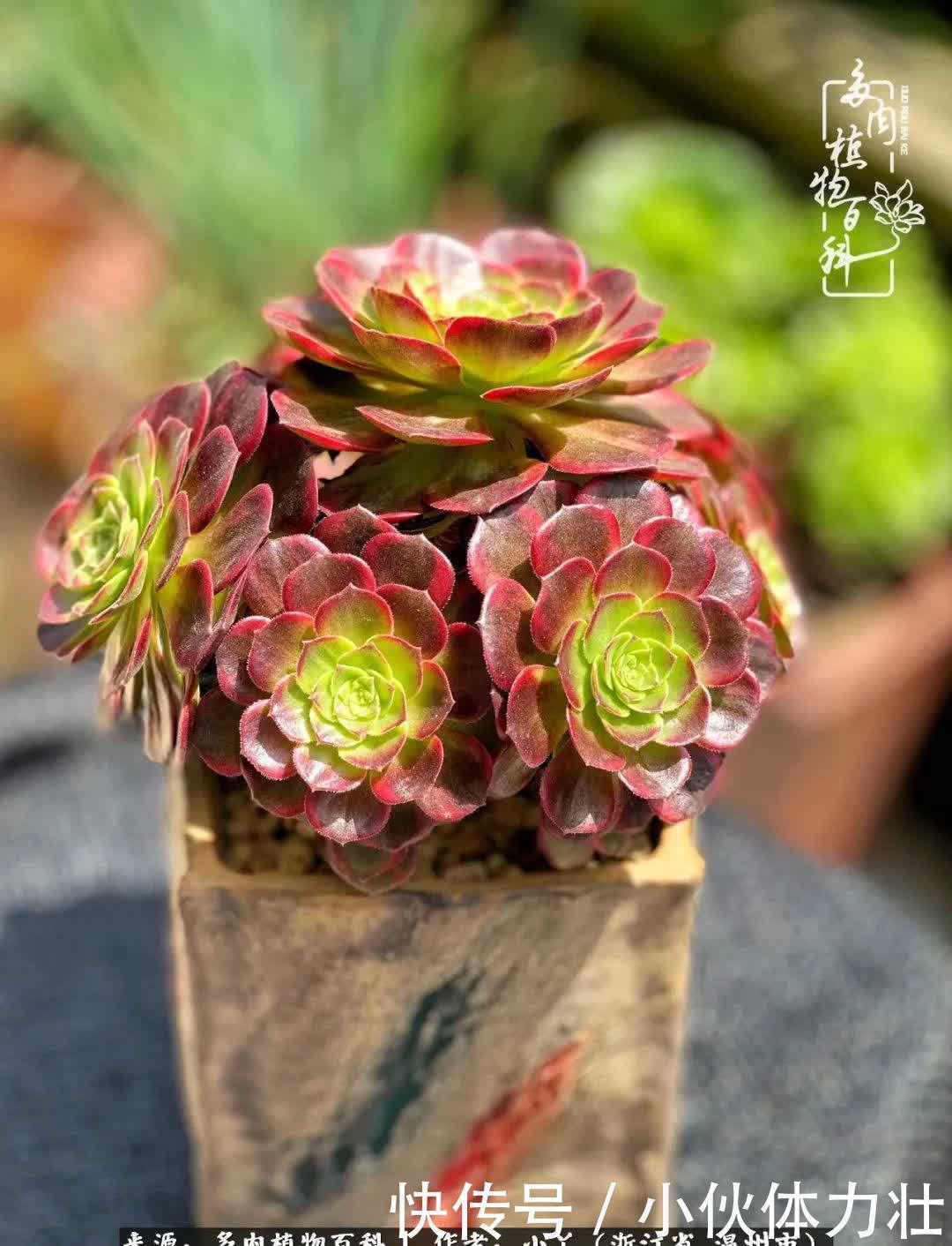 多肉|繁华落幕尽铅华,姹紫嫣红刹那,余生不长,因爱而芳华!