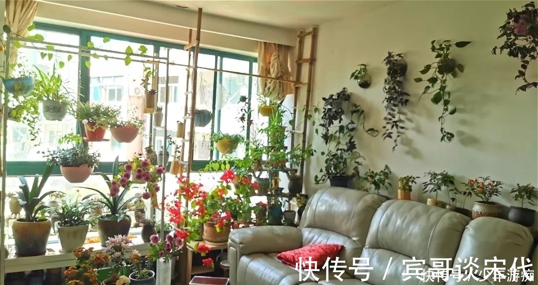 花园|养花技巧：客厅养一堆便宜花，一年四季开不停，没钱也能变花园！