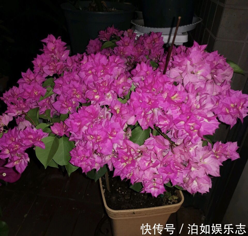 花期|养月季病虫害太多花匠推荐养“这种”花，不生病、花期150天