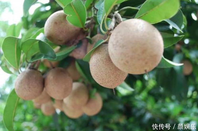 心果|长在树上的“鸡蛋”,钙含量是西红柿的100多倍,1斤15元值得买吗