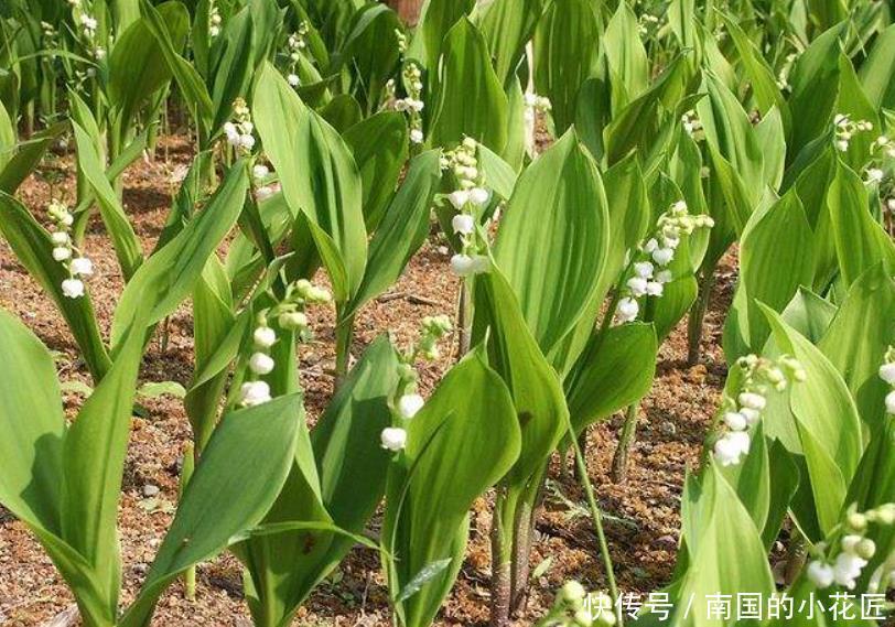 兰花|一种不一样的“兰花”,寒冷的东北也能养,花开就像“小铃铛”!