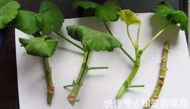 茎干|秋冬养花就养它们，好活漂亮，动手多扦插几盆，阳台马上变花海