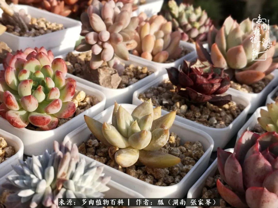 干货新手在多肉的选购、配土、上盆、养护环节走过的误区！
