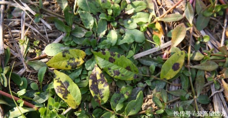 月季上总是出现黑斑？知道这些，有效预防黑斑病