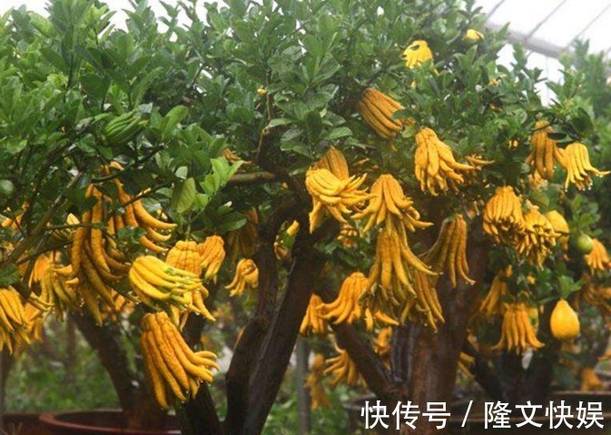 佛手瓜|佛手降压利尿、理气和中、疏肝止咳，遇到请珍惜，女性要多吃