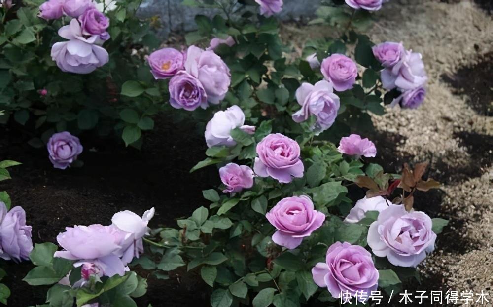 阳台养月季,就要“高颜值”,好养又泼辣,花期超长,花量大