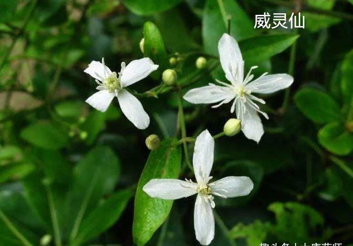 活血|通则不痛，痛则不通！一个治痛风的特效秘方，治周身上下关节剧痛