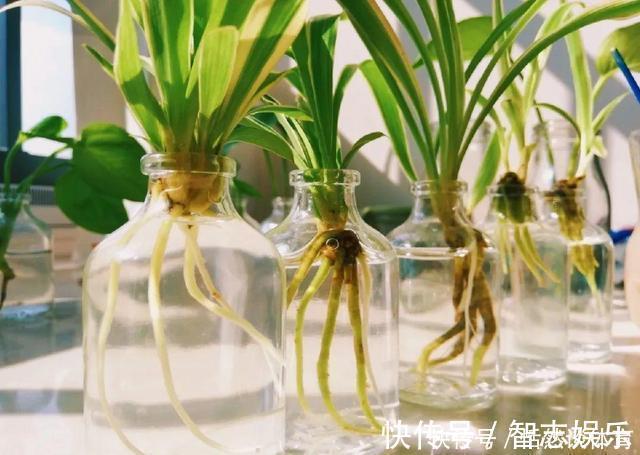 厌氧菌|5种“药”,过期也不要扔,兑水浇花,保花不生“虫和病”