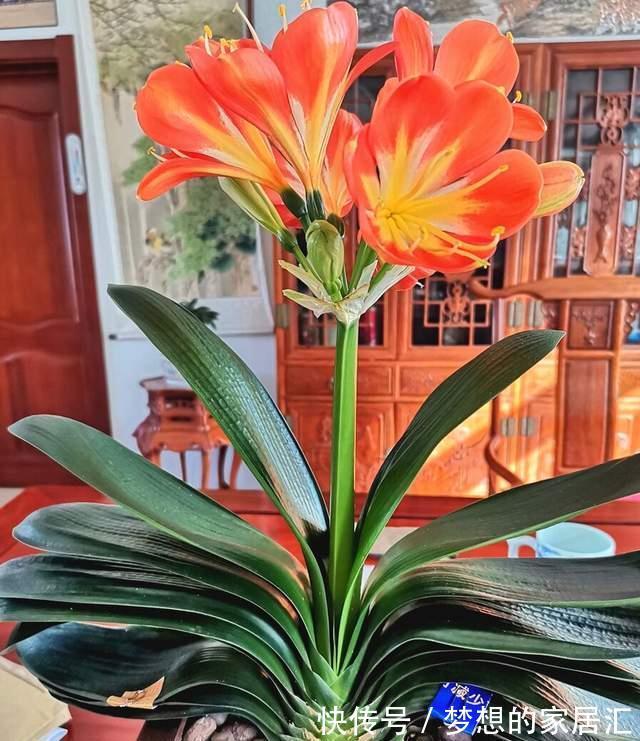 烂根|君子兰这样养,不黄叶不烂根,叶绿花艳,开花多