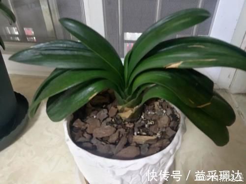 低于5度，6种花一整个冬天不浇水，也能照样活！