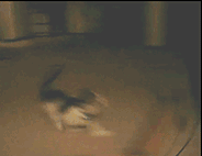 |搞笑动图:看你这么热情,本猫神就跟你握个手吧!