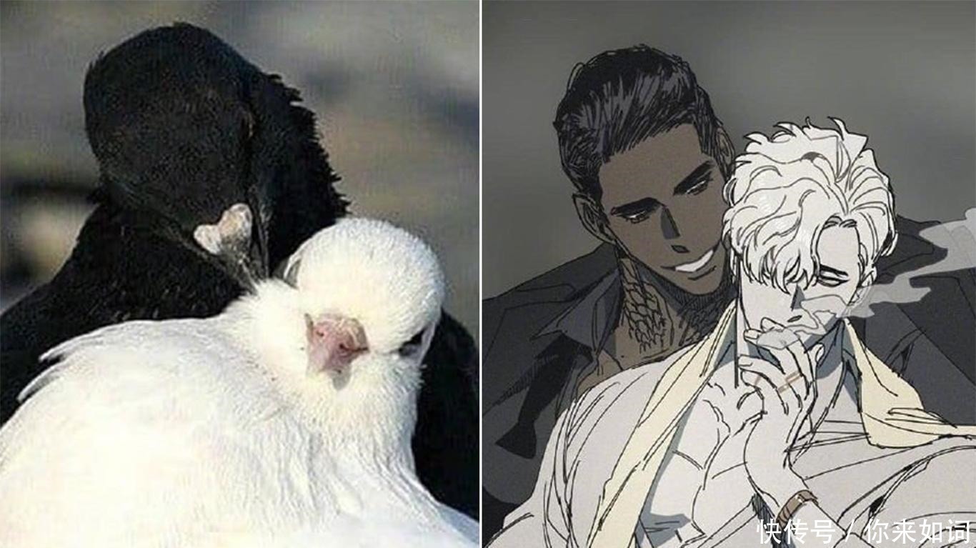 画师们|当动物被画师二次元化,可盐可甜可帅气,还是纸片人更让人心动