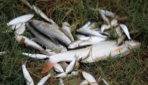 鱼肉|这5种鱼别再买给孩子吃了,不仅没营养还影响健康,你选对了吗?