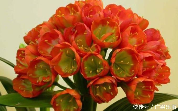 养护“君子兰”,这三个“小动作”做到位,轻轻松松让其开花