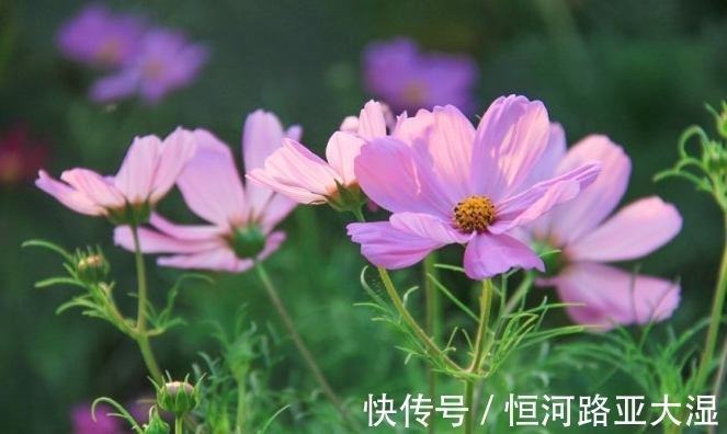 爱情|12月,4个星座女,会撒娇,会说话,情商高,深受伴侣宠爱