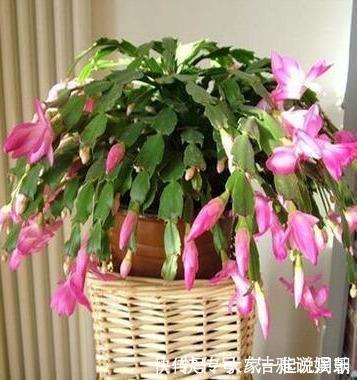 扦插|扦插蟹爪兰,掐准“时间点”,根系嗖嗖窜,养出“杠杠厚”好叶片