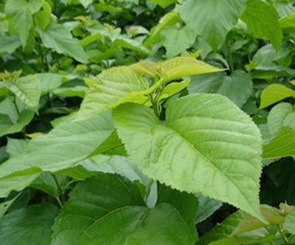 降血糖|桑叶能用好，一定是个宝！不仅降血糖，更有3大好处让人惊喜