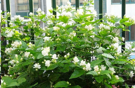 最厉害的养花营养液给茉莉花喝一勺,花苞呼呼长,清香飘满屋