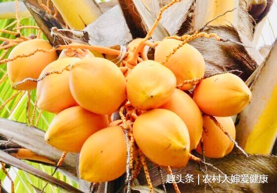 胆固醇|农村此果是穷人“救命果”,女性多食,排污血,让皮肤红润光滑