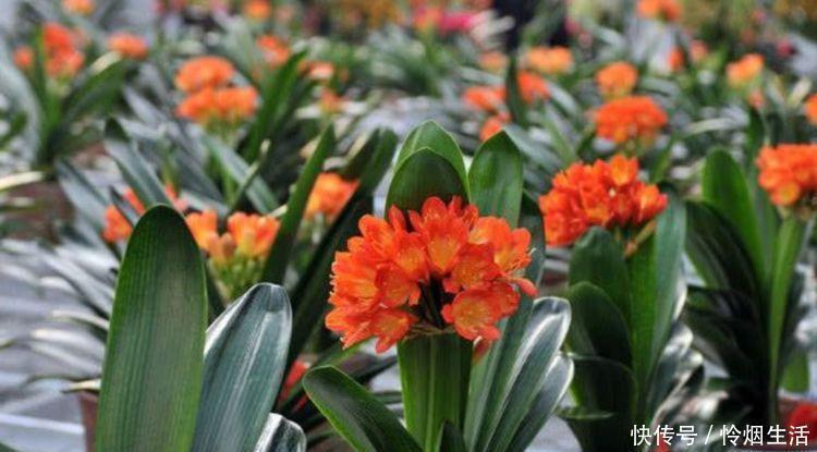 牡丹|4种花高贵优雅,看了就让人沉醉,比牡丹还美,年年开花美翻