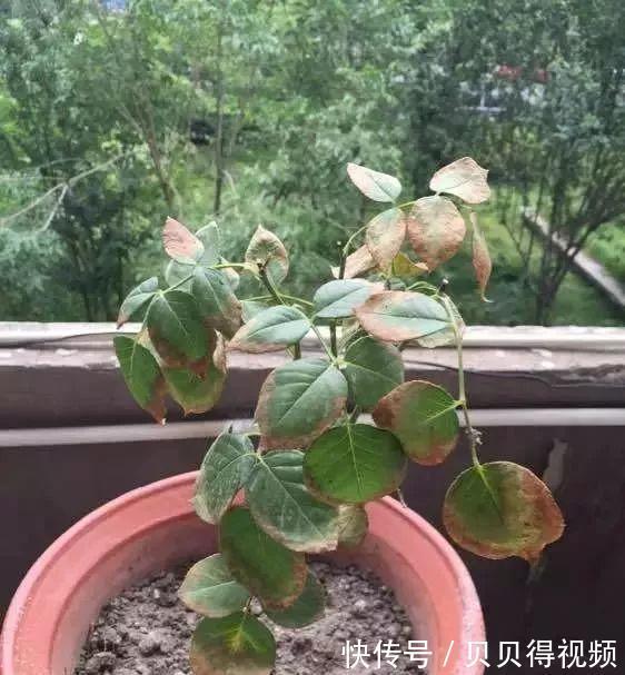 月季种植大忌,月季肥害了怎么办,急救小贴士在此