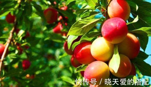 胭脂李|女性到了中年,推荐常吃的食物,养护血管,滋阴降火,延缓衰老