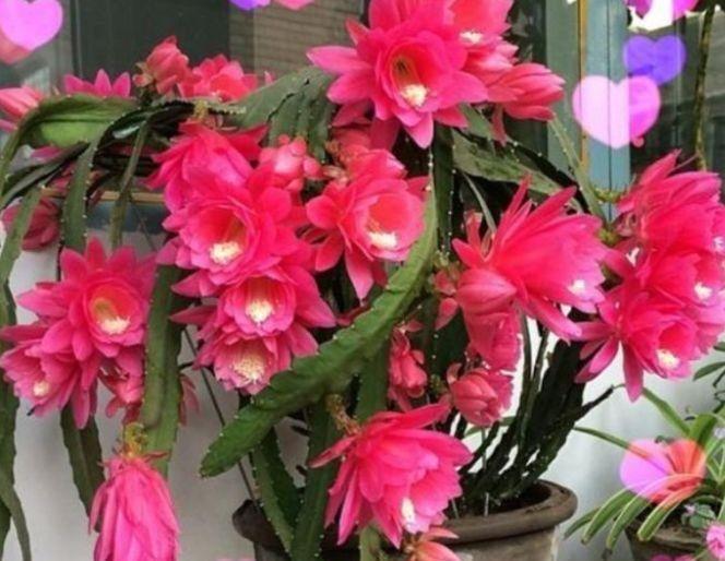 超好养的4种花,浇点水就疯长,开花一茬接一茬