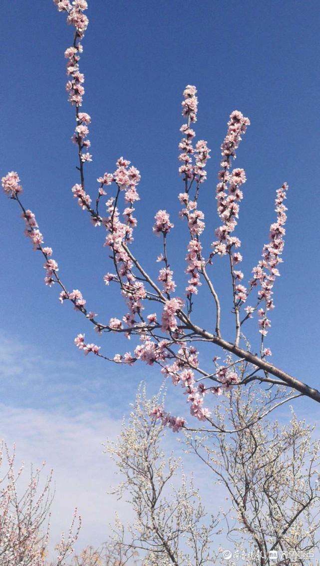 美翻了！济南千佛山桃花朵朵开，满园春色惹人爱