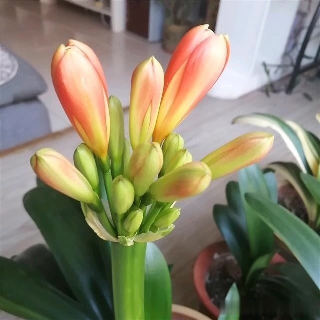 花友们|君子兰最爱“3种肥”,很好找,10天追一次肥,入秋开花翻一倍