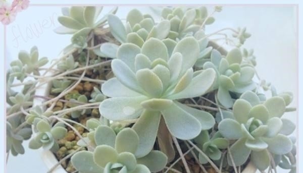 好看又好养关键还便宜,一不小心就爆盆的多肉,新手入坑必选