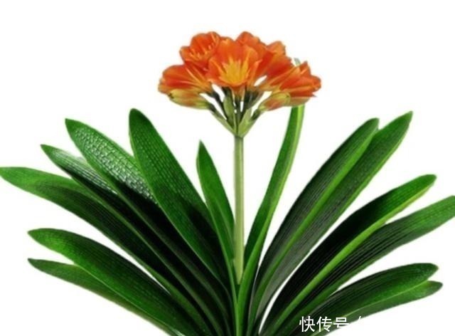 啤酒|一直不生长、不开花的君子兰,他只用了两点,当年就开花几十朵!