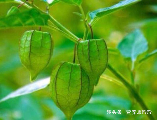 键子|农村常见的2种野草，好吃又好玩，药食两用效果好，不知道可惜了