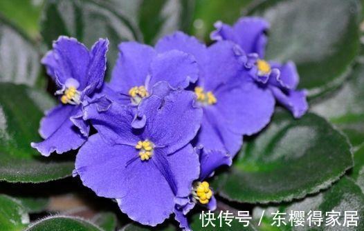 金盏银台|农历8月1号起，最适合养这些花，颜色很好看，香飘四溢