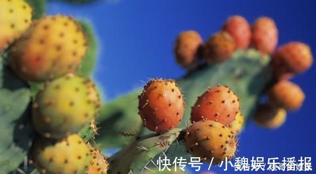 果籽|它经常被人误认成,却不知是珍贵植物,你要是遇到,请好好爱护它