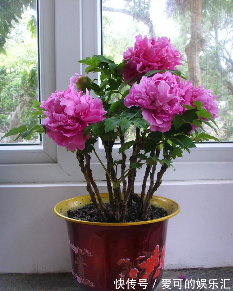 有名的“12种旺财花”,吉祥又大气,养成老桩更“旺家”