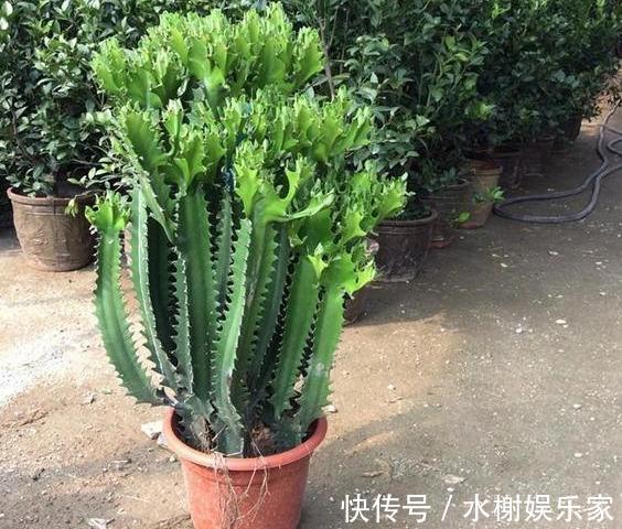 枝条|龙骨剪枝，选对“枝条”，掐准“时间”，蹭蹭长枝条，几年窜上房