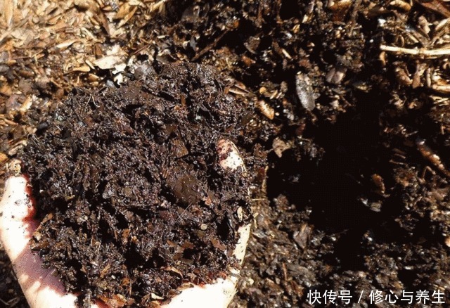 花盆土壤“硬如砖”,去公园捡“2宝贝”埋盆里,土壤松软白根壮!